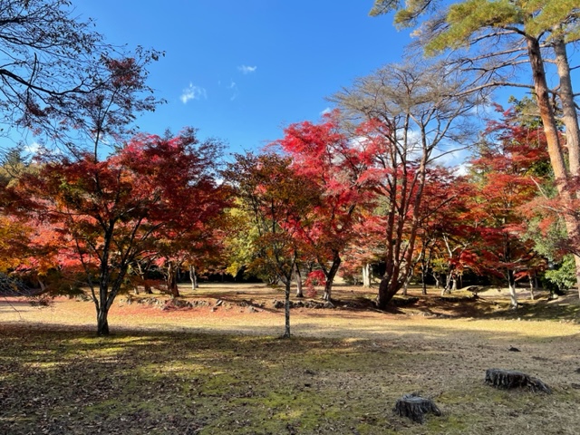 千本松牧場の紅葉の様子（撮影日：R4.11.7）