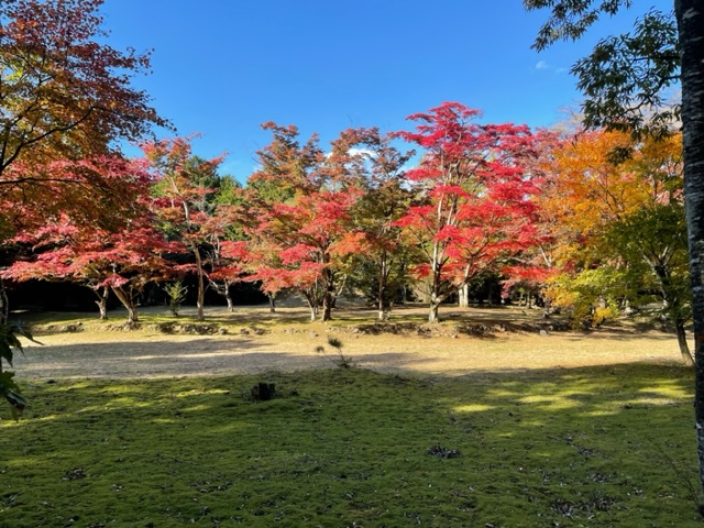 千本松牧場の紅葉の様子（撮影日R4.10.31）