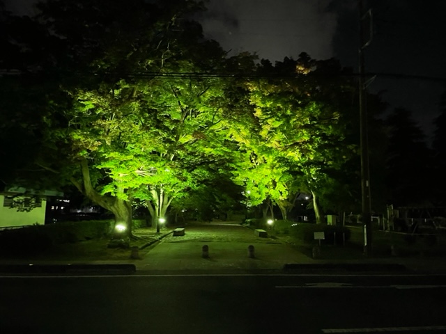 大山参道の紅葉の様子（撮影日：R4.11.7）ライトアップ写真あり
