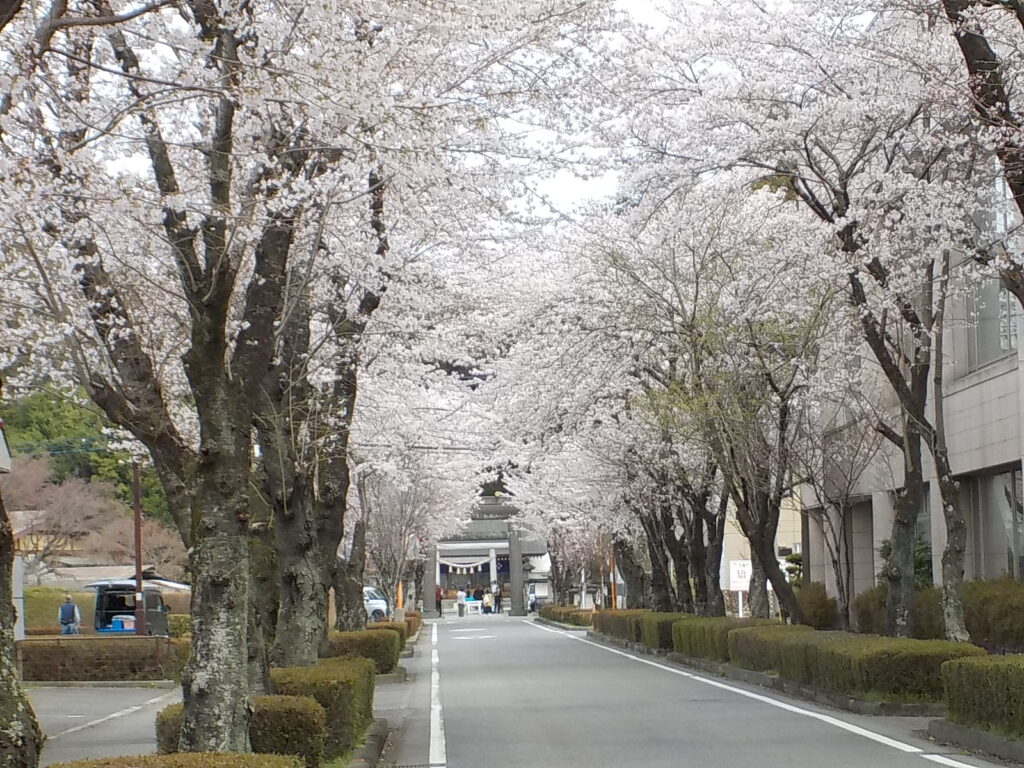 西那須野地区桜開花情報（3/28撮影）