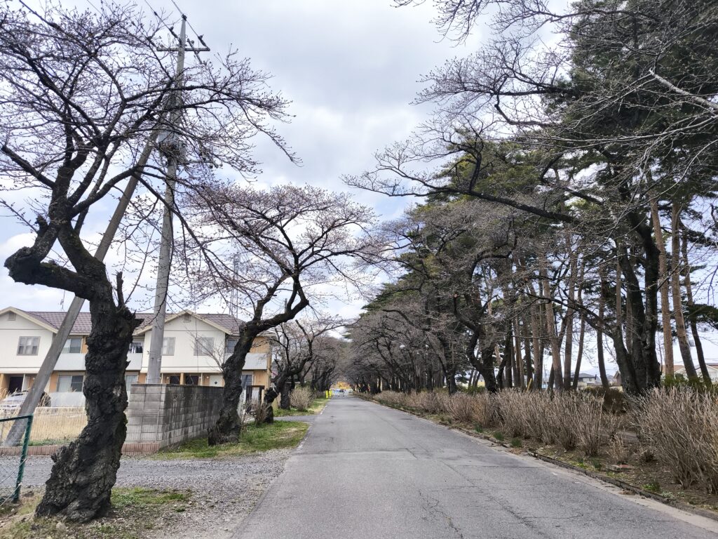 西那須野地区の桜情報（4/1現在）現在つぼみの状態であり開花までしばらくかかりそうです。