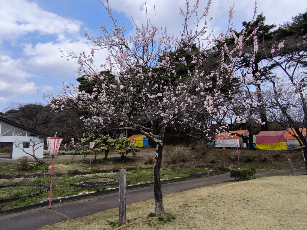 西那須野地区の桜情報（4/1現在）現在つぼみの状態であり開花までしばらくかかりそうです。