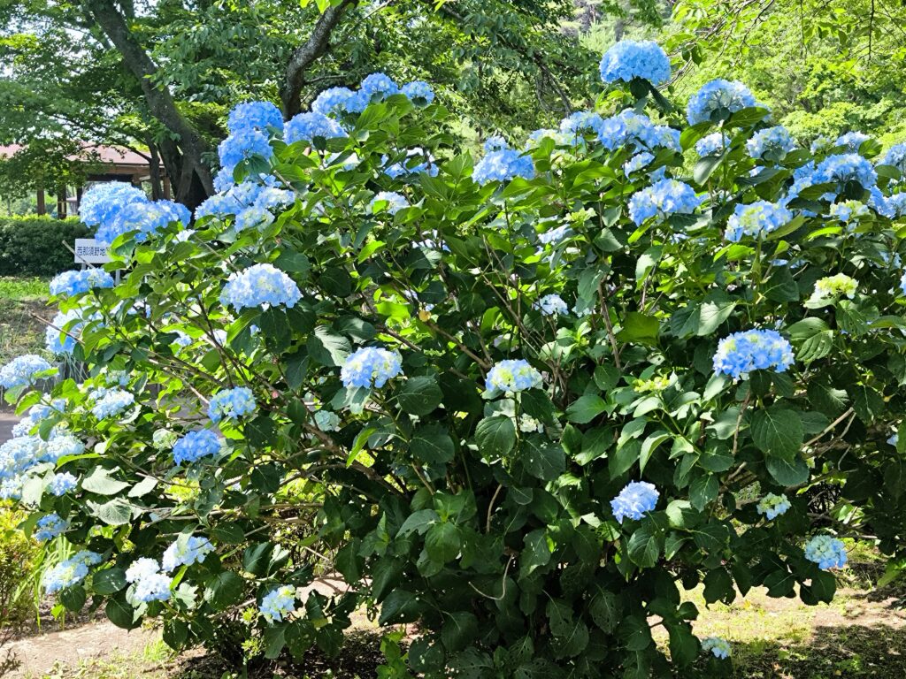 烏ヶ森公園の紫陽花の開花状況（6月12日撮影）