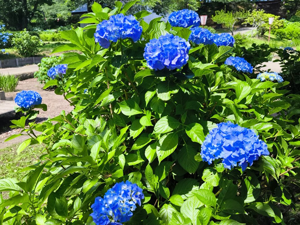 烏ヶ森公園の紫陽花の開花状況（6月12日撮影）