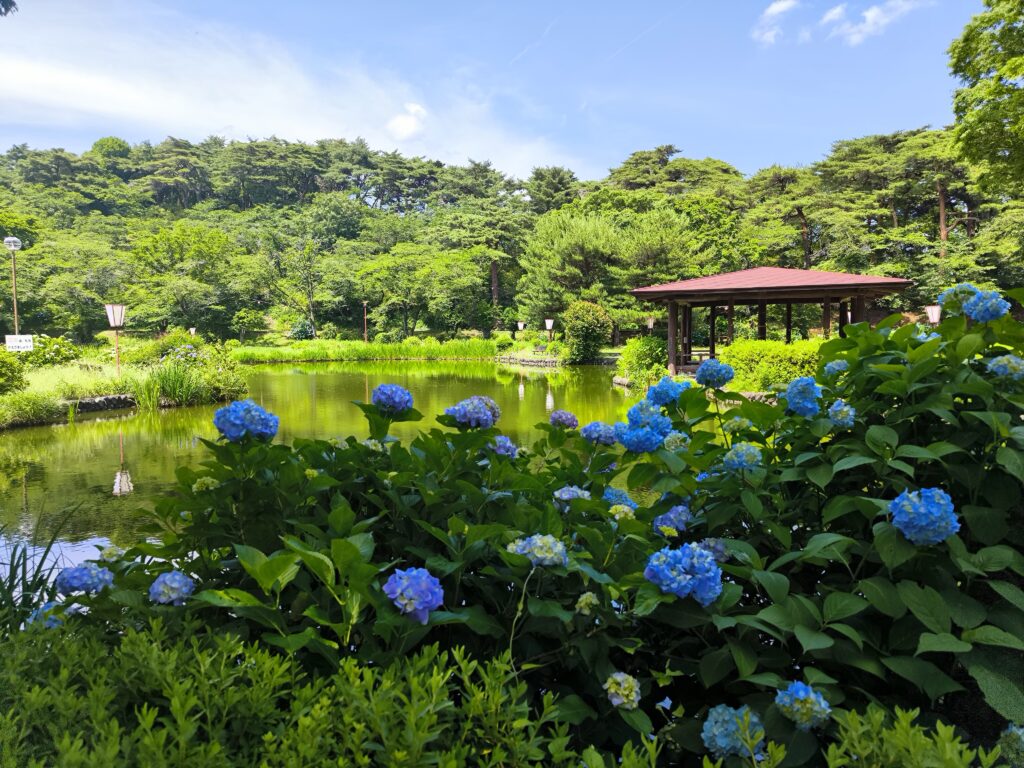 烏ヶ森公園の紫陽花の開花状況（6月12日撮影）