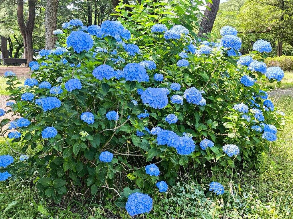 烏ヶ森公園の紫陽花の開花状況（6月12日撮影）