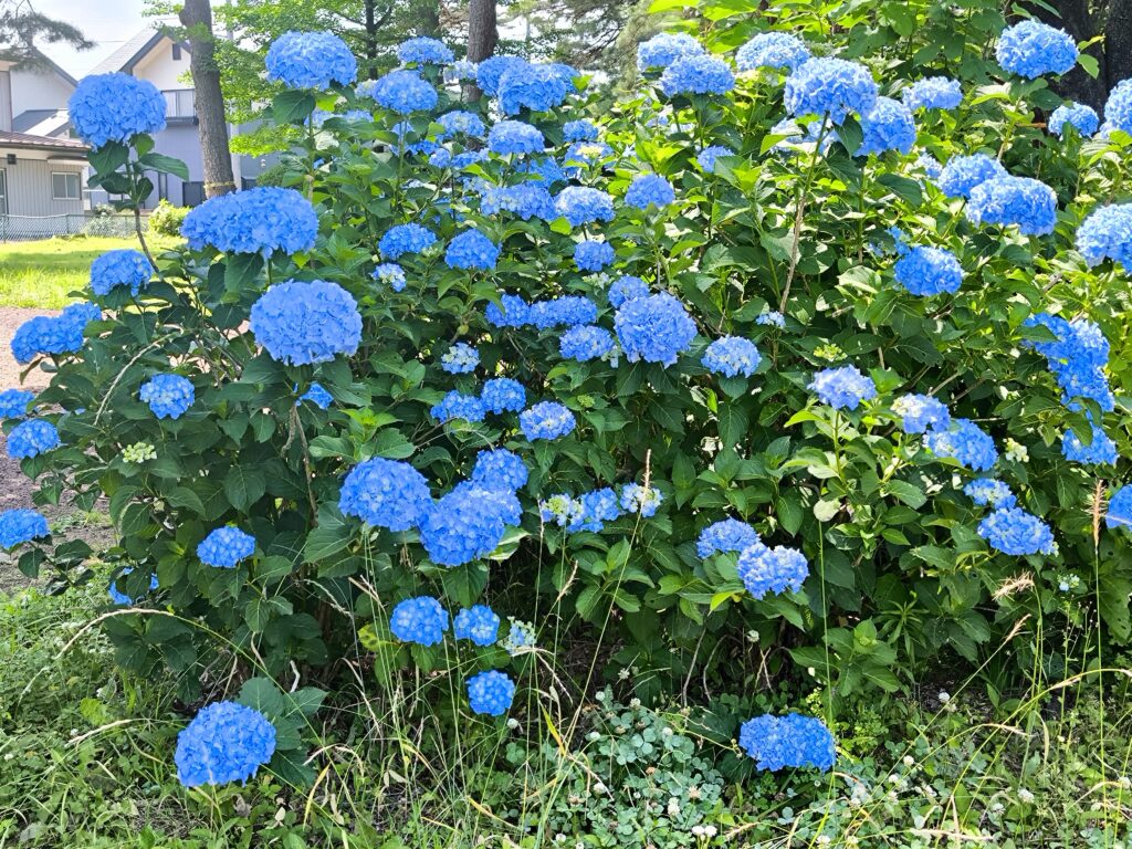 烏ヶ森公園の紫陽花の開花状況（6月12日撮影）