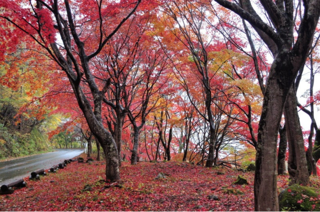 shiobara viva
